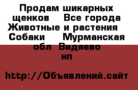 Продам шикарных щенков  - Все города Животные и растения » Собаки   . Мурманская обл.,Видяево нп